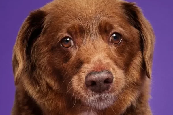 Bobi o cão mais velho do mundo morre aos 31 anos