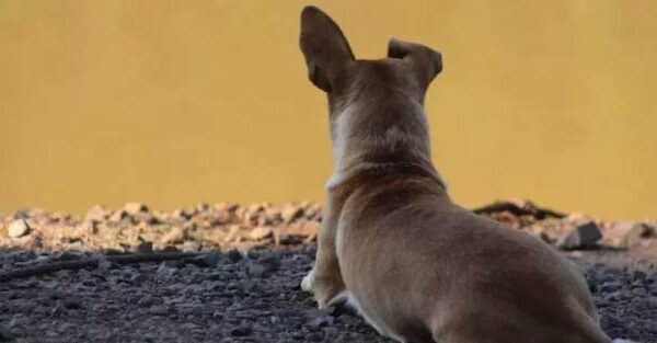 Cadelinha ‘Pitica’ espera às margens do rio Uruguai por tutor que desapareceu em acidente de balsa