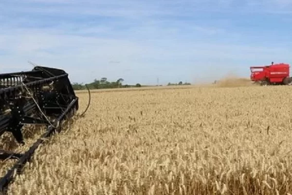 Conab anuncia primeira rodada de leilões de trigo ainda em outubro