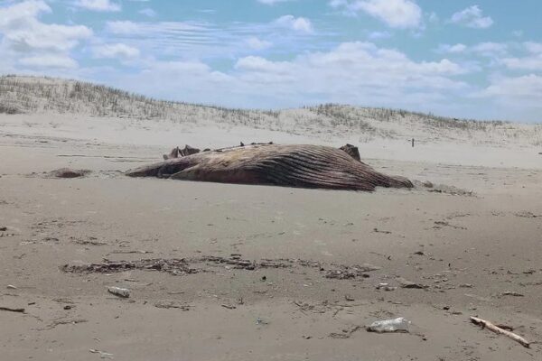 Mais de 100 animais marinhos são encontrados mortos entre Rio Grande e Chuí