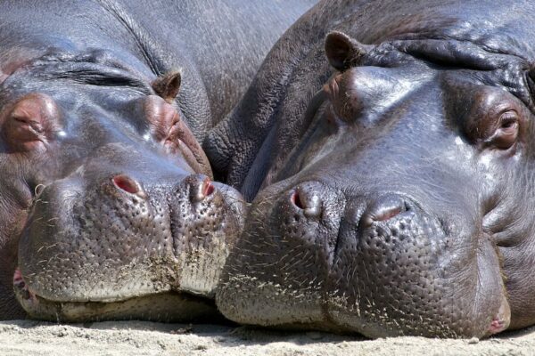 Colômbia vai sacrificar hipopótamos que foram de Pablo Escobar