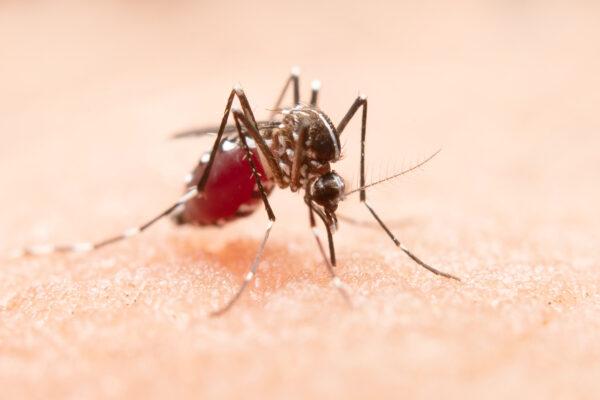 Farroupilha confirma primeiro caso importado de Dengue em 2024