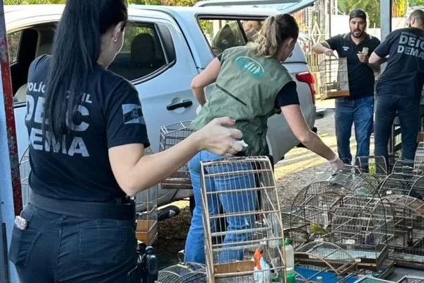 Polícia Civil apreende 49 pássaros ameaçados de extinção em Gravataí