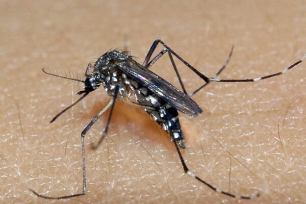 Governador Eduardo Leite decreta estado de emergência por causa de dengue