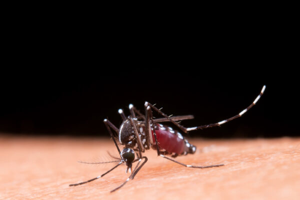 Secretária de Saúde, Arita Bergmann, confirma epidemia de dengue no Rio Grande do Sul
