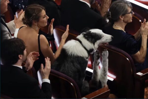 Cachorro Messi rouba a cena no Oscar e rende vários memes