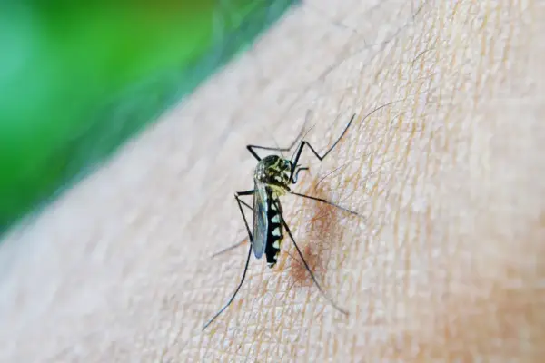 Rio Grande do Sul registra 25ª morte por dengue em 2024