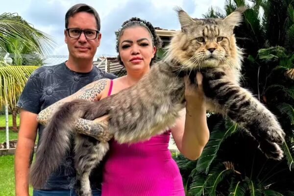 Gato gigante brasileiro tenta recorde no Guinness Book