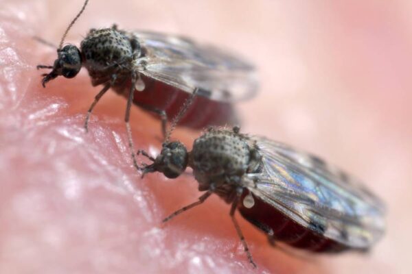 Mosquito-pólvora, que transmite vírus causador da febre oropouche, preocupa cidades gaúchas