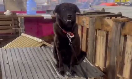 Vídeo de cachorro resgatado que subiu no telhado da casinha do abrigo viraliza