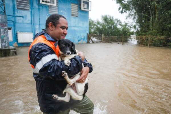 Governo do RS lança plano para microchipar animais afetados pelas enchentes que estão em abrigos