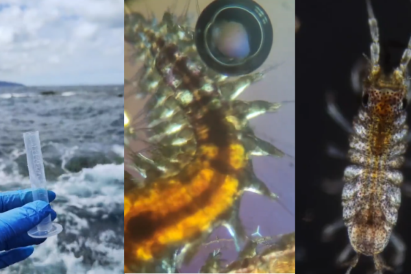 Cientista coleta amostra do mar e mostra as assustadoras criaturas microscópicas presentes nela; assista