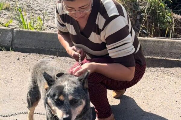 Cães reencontram seus tutores após um mês separados em abrigo diferente em Canela