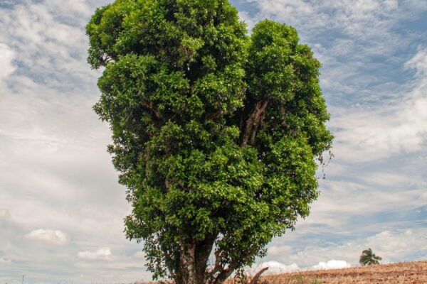 UPF anuncia concurso que vai encontrar maior exemplar de árvore erva-mate no RS