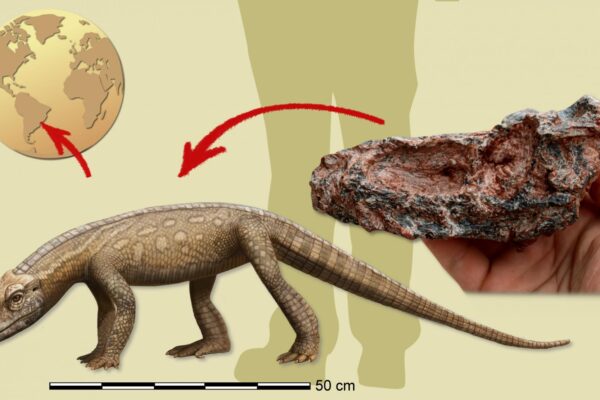Nova espécie de réptil fóssil que viveu no RS é descoberta por pesquisador gaúcho
