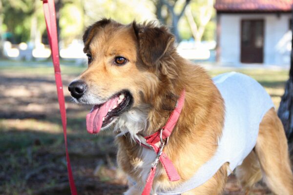 Cerca de 50 cães aguardam adoção na Associação Rural