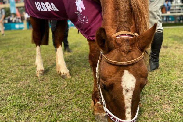 Cavalo Caramelo é destaque em Desfile dos Campeões da Expointer 2024