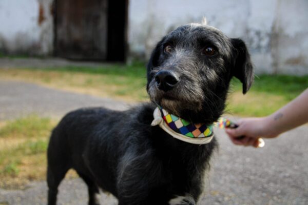 Feira de doação de cães alojados na Associação Rural ocorre na Fenadoce neste sábado