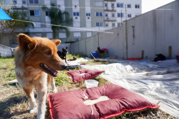 MP-RS exige ações imediatas da prefeitura de Porto Alegre em abrigo animal com condições precárias