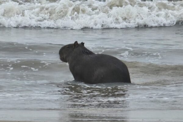 Capivara é avistada tomando banho de mar na praia de Capão da Canoa