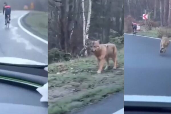 Ciclista caçado por lobo solitário é salvo por motorista; assista