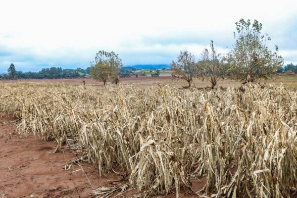 Dívida rural no RS soma R$ 72,8 bilhões e preocupa entidades do setor